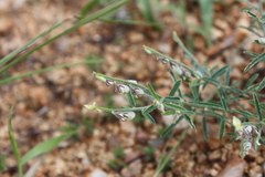 Crotalaria pusilla